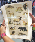 VTG PENNA. GAME COMMISSION 1965 MAMMALS OF THE MOUNTAIN POSTER-NED SMITH '64