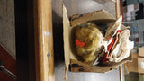 Vintage SWEET SUE DOLL AMERICAN CHARACTER 1951 Walks BOX Accessories HANG TAG