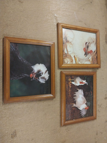3 Regal Rooster Framed Pictures White Black 11.5"BY 9.5" Wall Decor