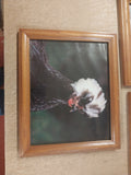 3 Regal Rooster Framed Pictures White Black 11.5"BY 9.5" Wall Decor