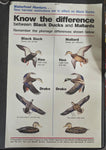 VTG U.S. Fish and Wildlife Sportsmen Waterfowl Hunters Black Duck Mallard Poster