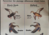 VTG U.S. Fish and Wildlife Sportsmen Waterfowl Hunters Black Duck Mallard Poster