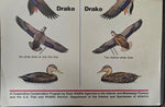 VTG U.S. Fish and Wildlife Sportsmen Waterfowl Hunters Black Duck Mallard Poster