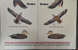 VTG U.S. Fish and Wildlife Sportsmen Waterfowl Hunters Black Duck Mallard Poster