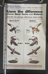 VTG U.S. Fish and Wildlife Sportsmen Waterfowl Hunters Black Duck Mallard Poster