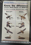 VTG U.S. Fish and Wildlife Sportsmen Waterfowl Hunters Black Duck Mallard Poster