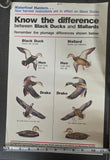 VTG U.S. Fish and Wildlife Sportsmen Waterfowl Hunters Black Duck Mallard Poster