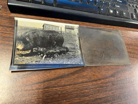 VTG Antique Early 1900s Glass Photo Negative Slide Photo Pig With Piglets Farm