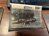 VTG Antique Early 1900s Glass Photo Negative Slide Photo Pig With Piglets Farm