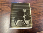 VTG Antique Early 1900s Glass Photo Negative Slide Photo Young Girl With Dog