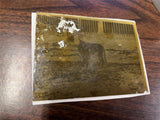 VTG Antique Early 1900s Glass Photo Negative Slide Photo Dog Playing In Field