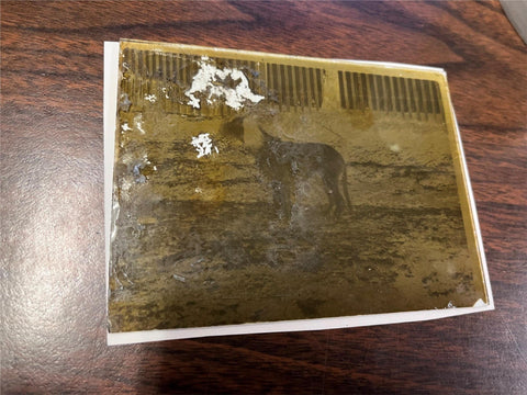 VTG Antique Early 1900s Glass Photo Negative Slide Photo Dog Playing In Field