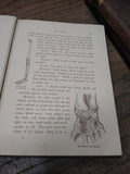 Vtg 1900 1st Edition The House We Live In The Making Of The Body Vesta Farnswort