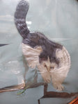Vtg 2 Sided Silk Cat Picture Hunting Praying Mantis Gold Gray Round Convex Glass