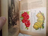 Antique 1896 Boys and Girls Companion by W.B. Conkey Childrens Illustrated Book