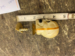 Vtg Halloween Skull Spring loaded Decor toy 1960's Skeleton Collectible Pop up!