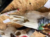 pair Longhorn Skull Hand painted Western Steer Native INdian Buffalo Winchester