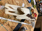 pair Longhorn Skull Hand painted Western Steer Native INdian Buffalo Winchester