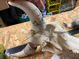 pair Longhorn Skull Hand painted Western Steer Native INdian Buffalo Winchester