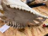 pair Longhorn Skull Hand painted Western Steer Native INdian Buffalo Winchester