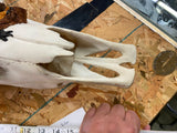 pair Longhorn Skull Hand painted Western Steer Native INdian Buffalo Winchester