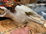 pair Longhorn Skull Hand painted Western Steer Native INdian Buffalo Winchester