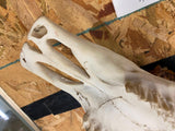pair Longhorn Skull Hand painted Western Steer Native INdian Buffalo Winchester