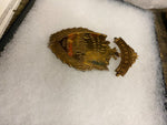 1900 State Firemans Asso New Castle Pa Badge Souvenir collectible Fire fighter!