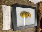 1900 State Firemans Asso New Castle Pa Badge Souvenir collectible Fire fighter!