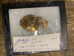 1900 State Firemans Asso New Castle Pa Badge Souvenir collectible Fire fighter!