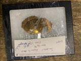 1900 State Firemans Asso New Castle Pa Badge Souvenir collectible Fire fighter!