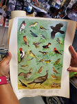 5 WILDLIFE POSTERS 1965 PENNSYLVANIA GAME COMMISSION-ARTWORK DONE BY NED SMITH