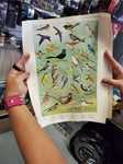 5 WILDLIFE POSTERS 1965 PENNSYLVANIA GAME COMMISSION-ARTWORK DONE BY NED SMITH
