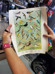 5 WILDLIFE POSTERS 1965 PENNSYLVANIA GAME COMMISSION-ARTWORK DONE BY NED SMITH