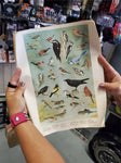 5 WILDLIFE POSTERS 1965 PENNSYLVANIA GAME COMMISSION-ARTWORK DONE BY NED SMITH
