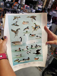 5 WILDLIFE POSTERS 1965 PENNSYLVANIA GAME COMMISSION-ARTWORK DONE BY NED SMITH