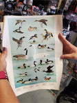 5 WILDLIFE POSTERS 1965 PENNSYLVANIA GAME COMMISSION-ARTWORK DONE BY NED SMITH
