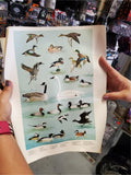 5 WILDLIFE POSTERS 1965 PENNSYLVANIA GAME COMMISSION-ARTWORK DONE BY NED SMITH
