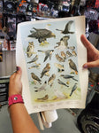 5 WILDLIFE POSTERS 1965 PENNSYLVANIA GAME COMMISSION-ARTWORK DONE BY NED SMITH