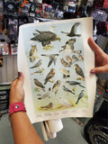 5 WILDLIFE POSTERS 1965 PENNSYLVANIA GAME COMMISSION-ARTWORK DONE BY NED SMITH
