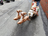 Vtg Santa Sleigh Reindeer Blow Mold Holiday Christmas Yard Ornament Decoration!