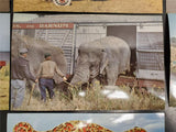 Vtg Collection Ringling Bros & Barnum/Bailey Circus Show Post Cards W/ Info Neat