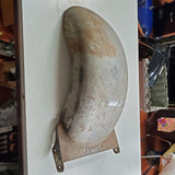 New 10 3/4" Harley Chopper Custom Application Raw Steel Strutless Rear Fender
