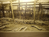 Vintage Old Photograph 2 Men Tending a Wood Shaded Simulated Wild Ginsing Patch?