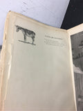 Vintage 1904 Done In The Open Drawings by Frederic Remington Antique Art images